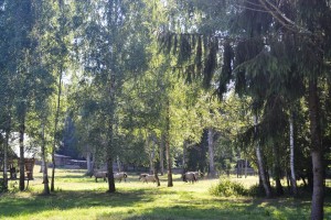 Białowieża Forest, Poland, pictures by Bigul Malayi