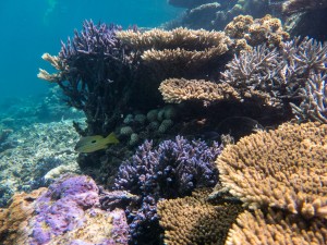 Snorkelling at Abrolos Islands